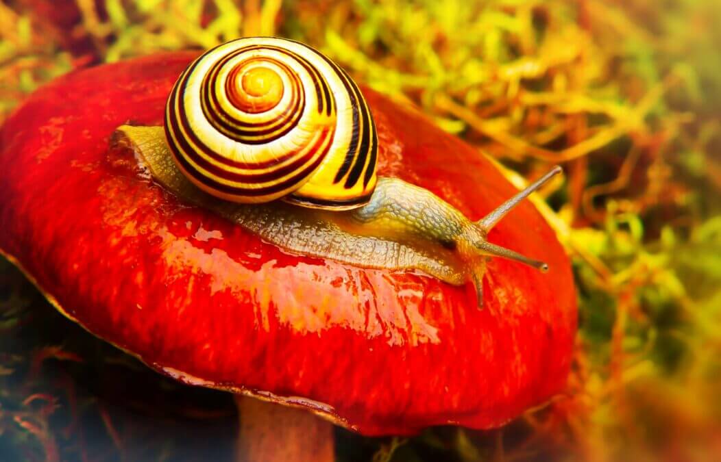Voters pick their favourite molluscs – for science